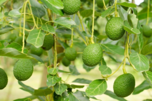 Import Fresh Avocados from Mulberry Growers