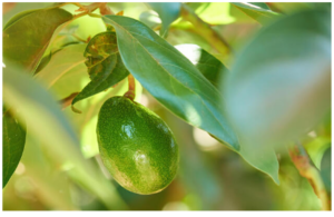 Fresh Avocados in Bulk 