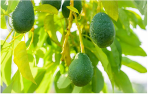 Import Fresh Avocados to Europe