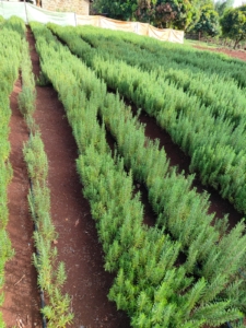 Fresh Rosemary Supplier Kenya to China