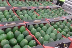 Fresh Avocados from Africa