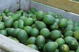 cheapest but high quality fresh avocados