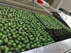 Fresh Avocados with the Highest Oil Content