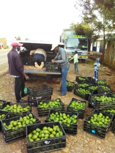 cheapest but high quality fresh avocados