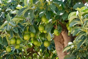 Fresh-Avocados-Grown-in-Deep-Fertile-Soil