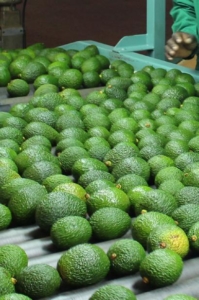 Comprar aguacates frescos España