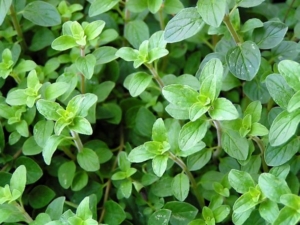 Oregano Importers Saudi Arabia