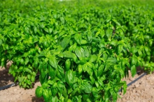 fresh basil Qatar