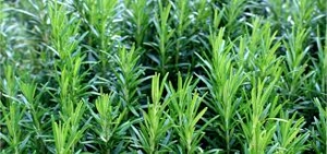 bulk herbs export Europe