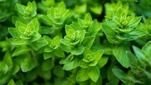 wholesale oregano France