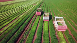 fresh oregano Qatar