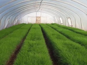 chives importers Saudi Arabia