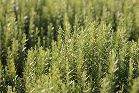 rosemary suppliers Belgium