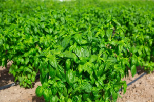 Basil suppliers Belgium