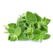 oregano export to Germany