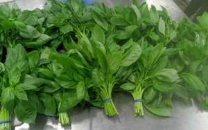 fresh basil Qatar