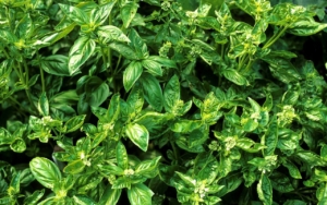 basil importers UK