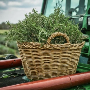 fresh rosemary qatar