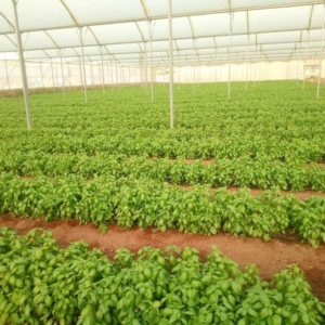 Basil suppliers Belgium