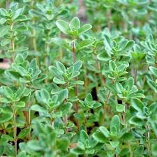 thyme export to UAE