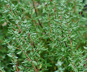 Thyme Suppliers Belgium