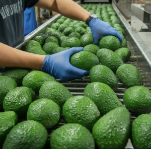 fresh avocado suppliers Al Aweer UAE