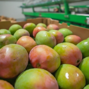 mangoes for sale