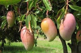 Ngowe Mangoes