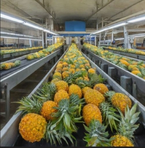 pineapple distributors Al Aweer Market