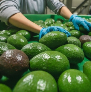 Fuerte Avocado Wholesale Paris