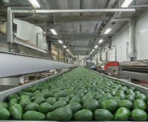 Avocado Direct from Farm in Kenya for Guangzhou Market