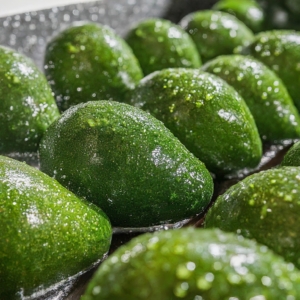 Fuerte Avocado Export Busan