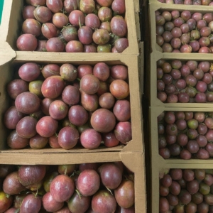 purple passion fruits bulk