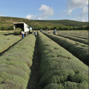 Bulk Herbs Export Europe