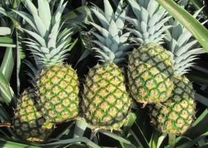 Pineapple MD2 exporters Al Aweer Market