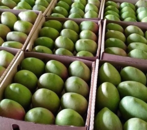 Apple Mango Supplier Kenya to Shanghai