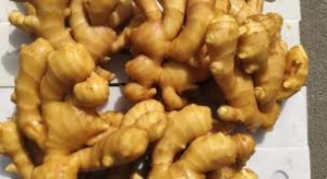 Fresh Ginger Supplier Kenya for China