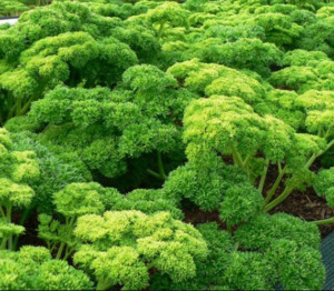 Parsley Supplier Direct from Kenya for Shanghai