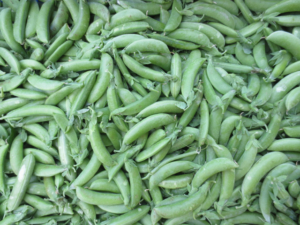 Fresh Snow Peas Importer in Shenzhen