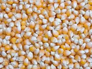 Kenya Baby Corn Supplier to South Korea