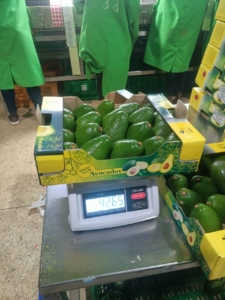 Hass Avocado Supplier Netherlands