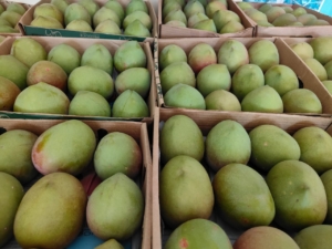 Fresh Fruit Supplier Thessaloniki Market