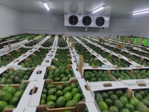 Kenyan Organic Avocado Gdańsk Market