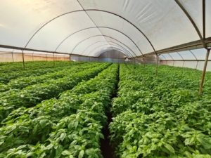 Fresh Basil Export Portugal