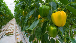 Organic Capsicum Porto