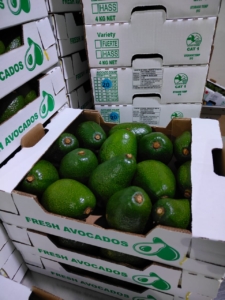 Fresh Avocado Distributor Seville