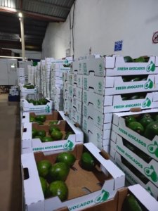 Fresh Avocado Distributor Seville