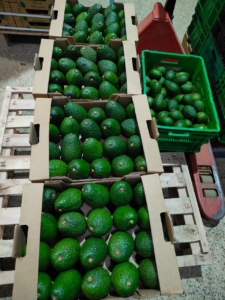 Fresh Avocado Distributor Seville